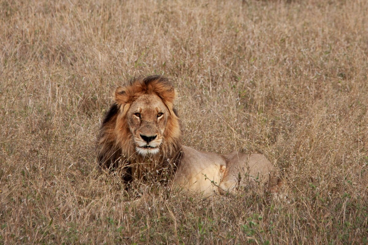 Botswana Herders Save Lions, Boost Population 50%