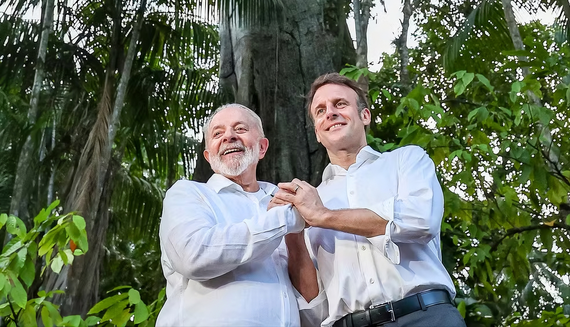 Brazilwood tree standing in Brazil's Atlantic Forest, the country's critically endangered national symbol