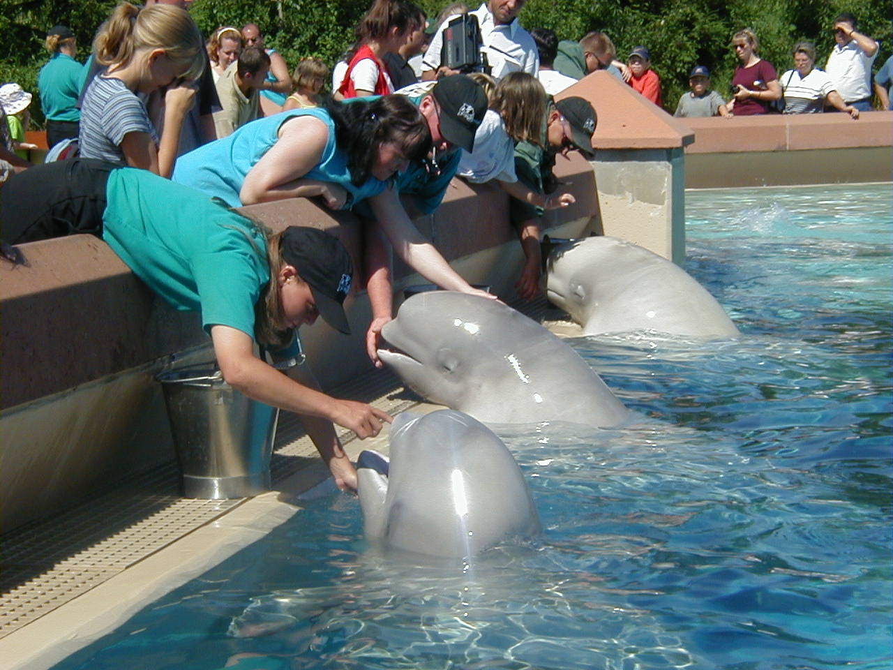 Beluga whale swimming in clear water at marine facility looking toward camera