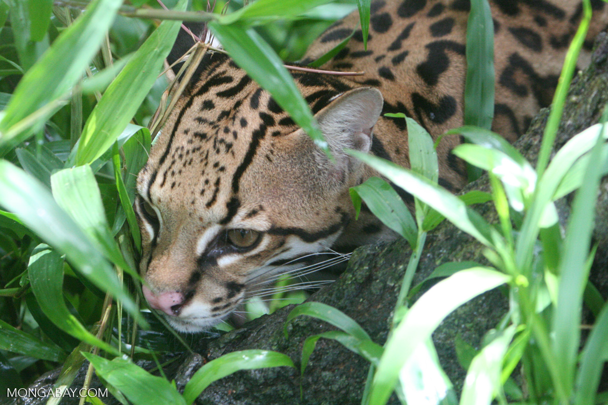 Mexico Scientists Race to Protect Island's Rare Wildlife