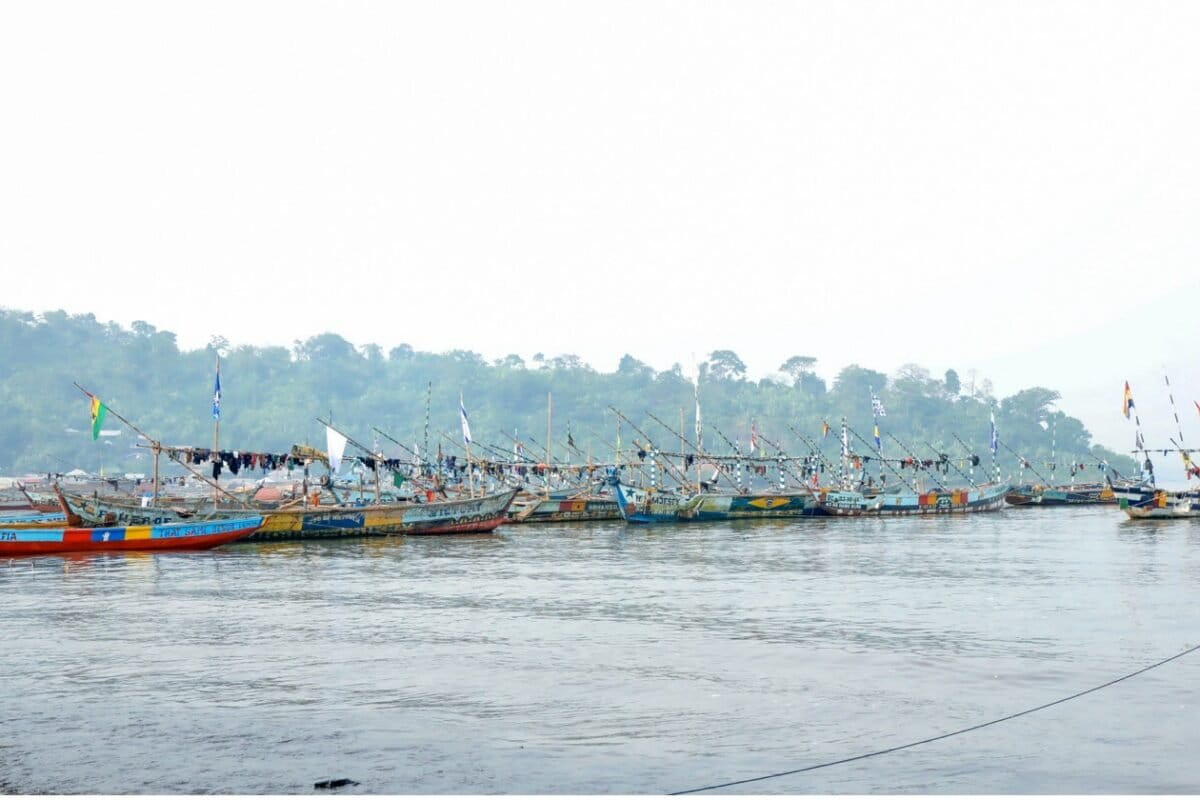 Cameroon Fishers Help Document 45 Shark & Ray Species - Image 2