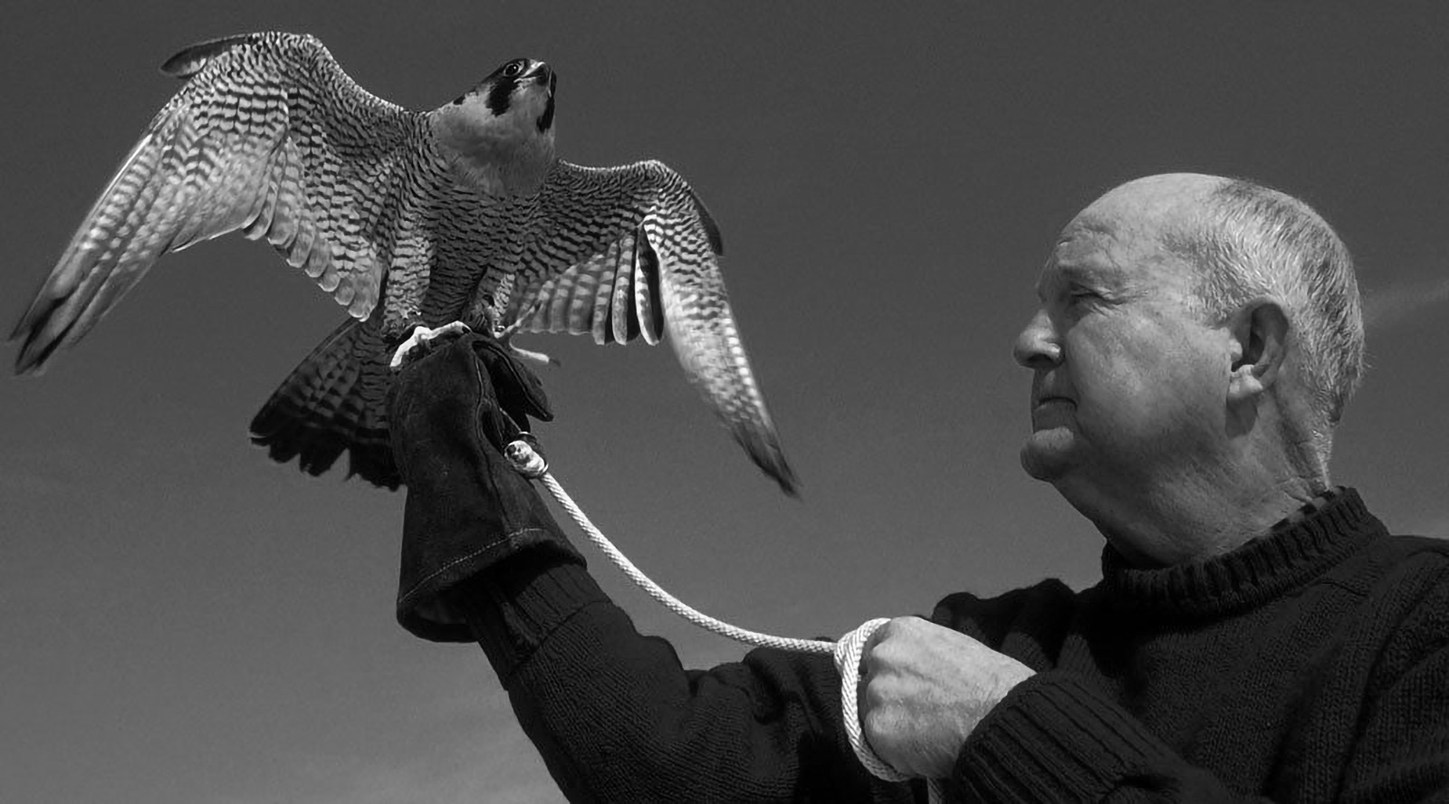 Scientist Helped Bald Eagles Soar Back in Virginia