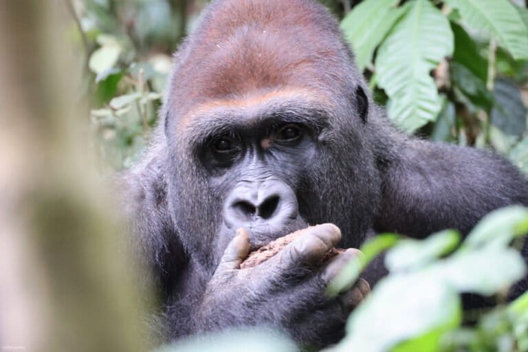 Central African Republic's Ecotourism Brings Hope - Image 5