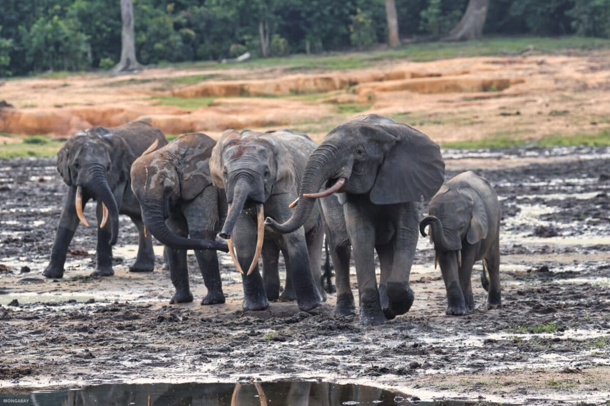Central African Republic's Ecotourism Brings Hope - Image 2