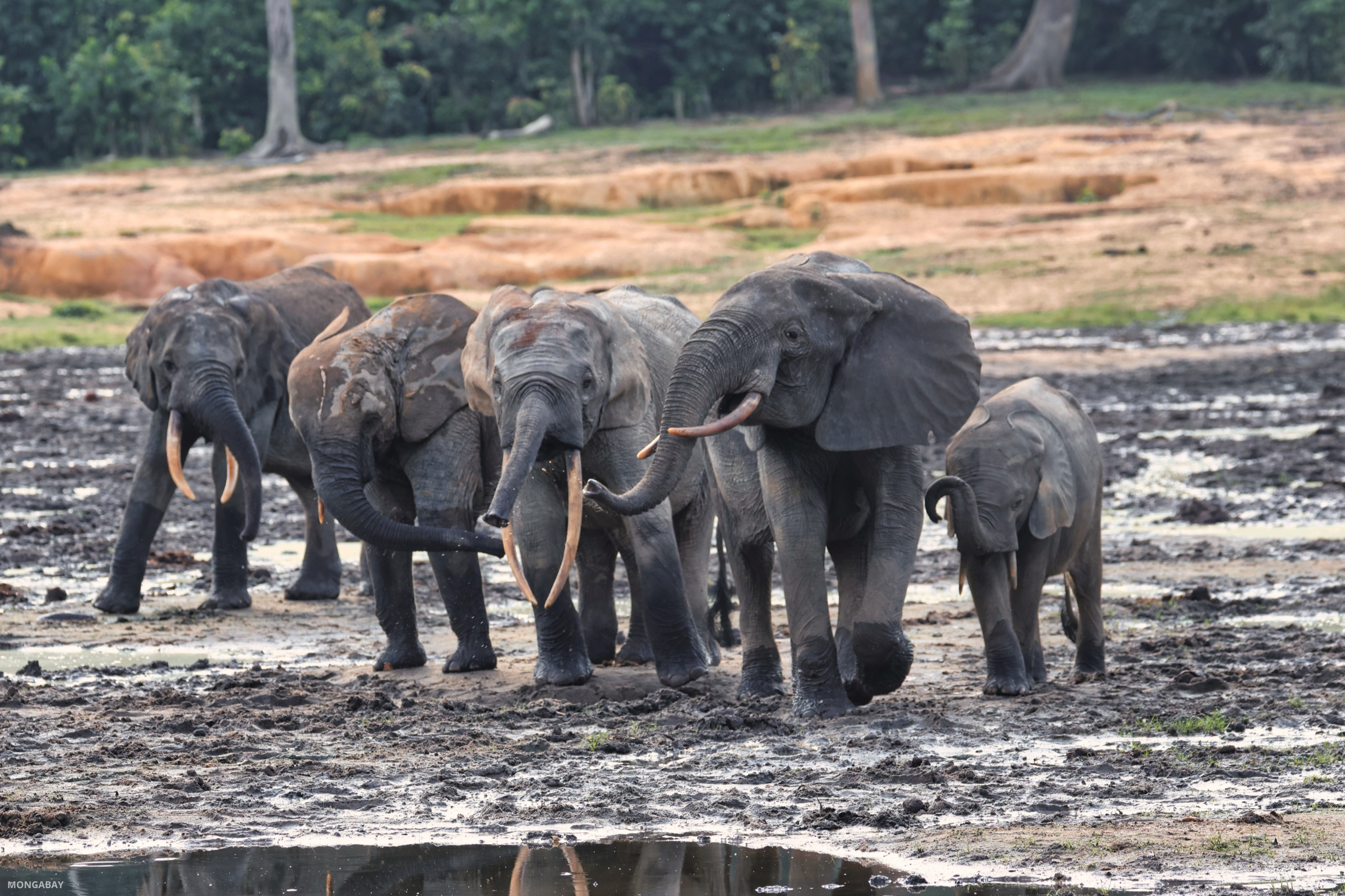 Forest elephants gathering at Dzanga Bai clearing in Central African Republic's rainforest