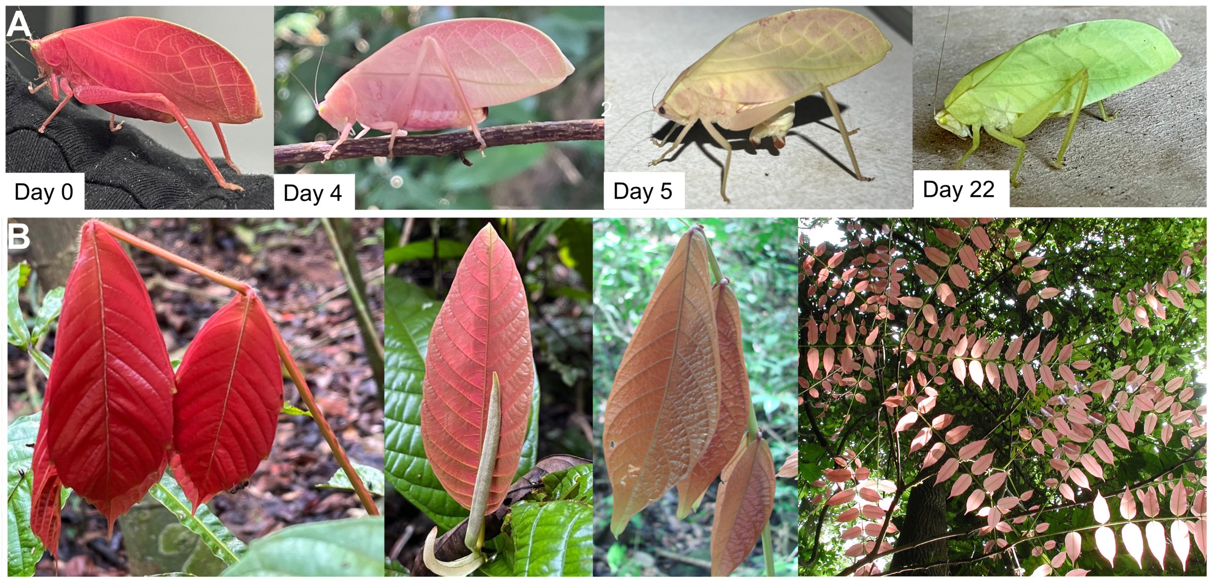 Hot Pink Katydid Changes Colors Like Rainforest Leaves - Image 4