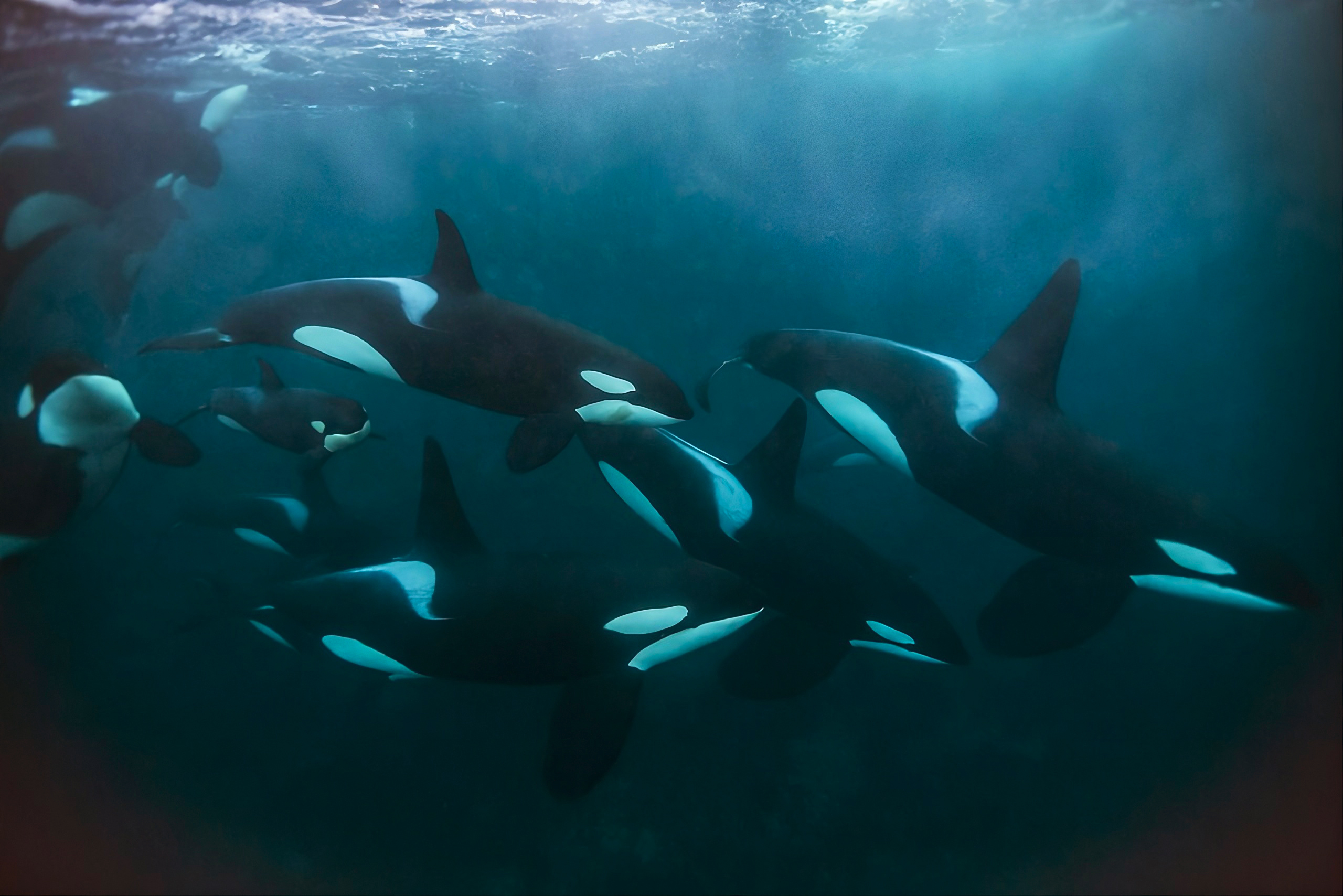 AI Alerts Save Endangered Orcas From Boats in Real Time