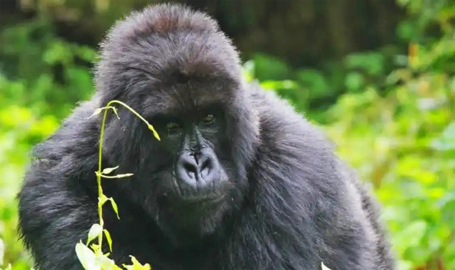 Mountain Gorillas Jump 73% Thanks to Phone Tech - Image 5