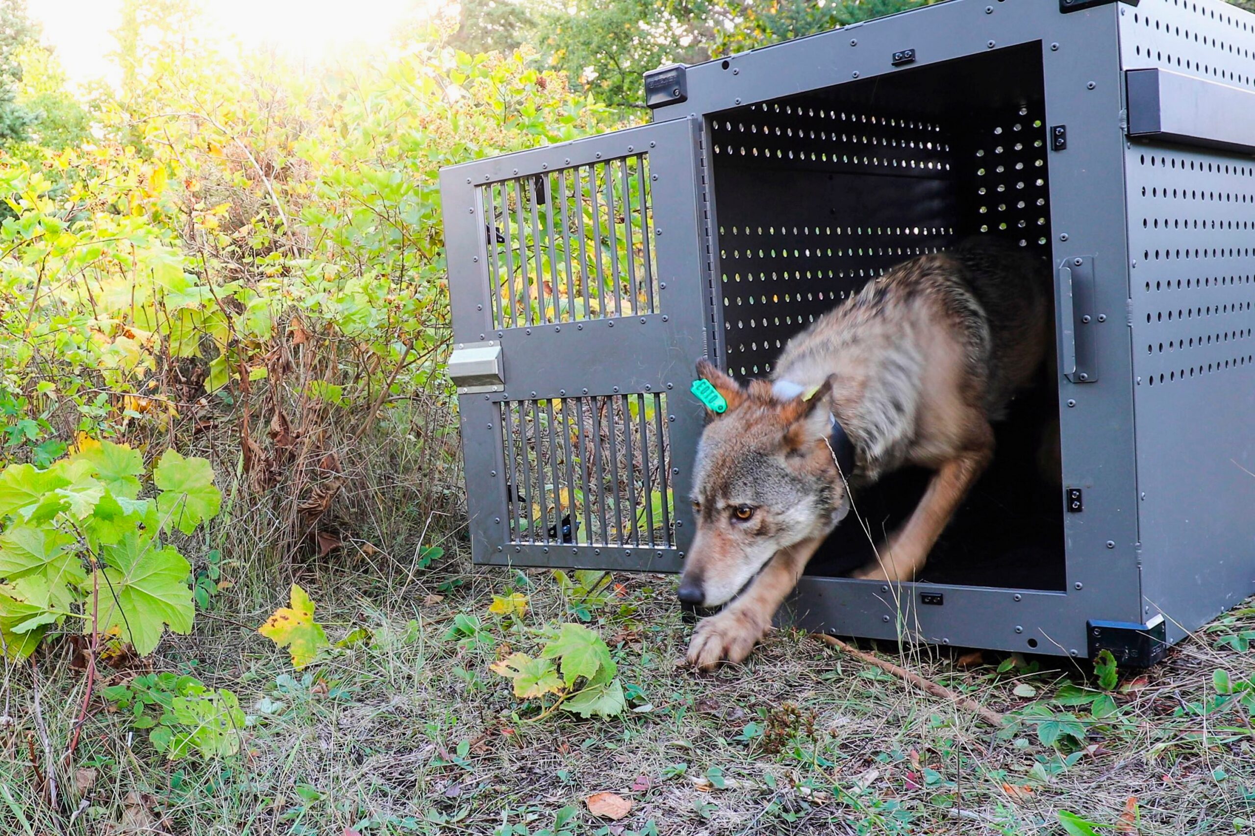 Isle Royale Wolves Rebound to Highest Numbers in 50 Years