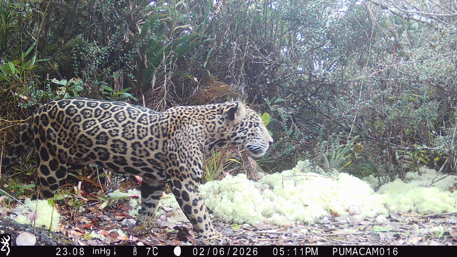 Jaguar Returns to Honduras Mountains After 10 Years