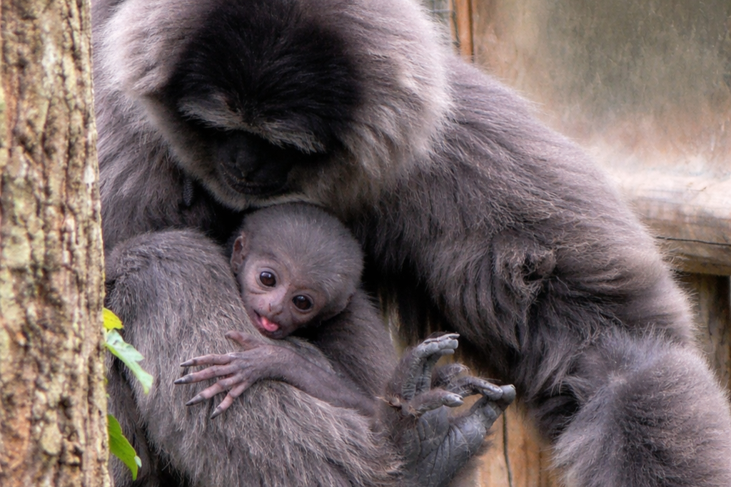 Baby Gibbon Born in UK May Return to Wild in Indonesia