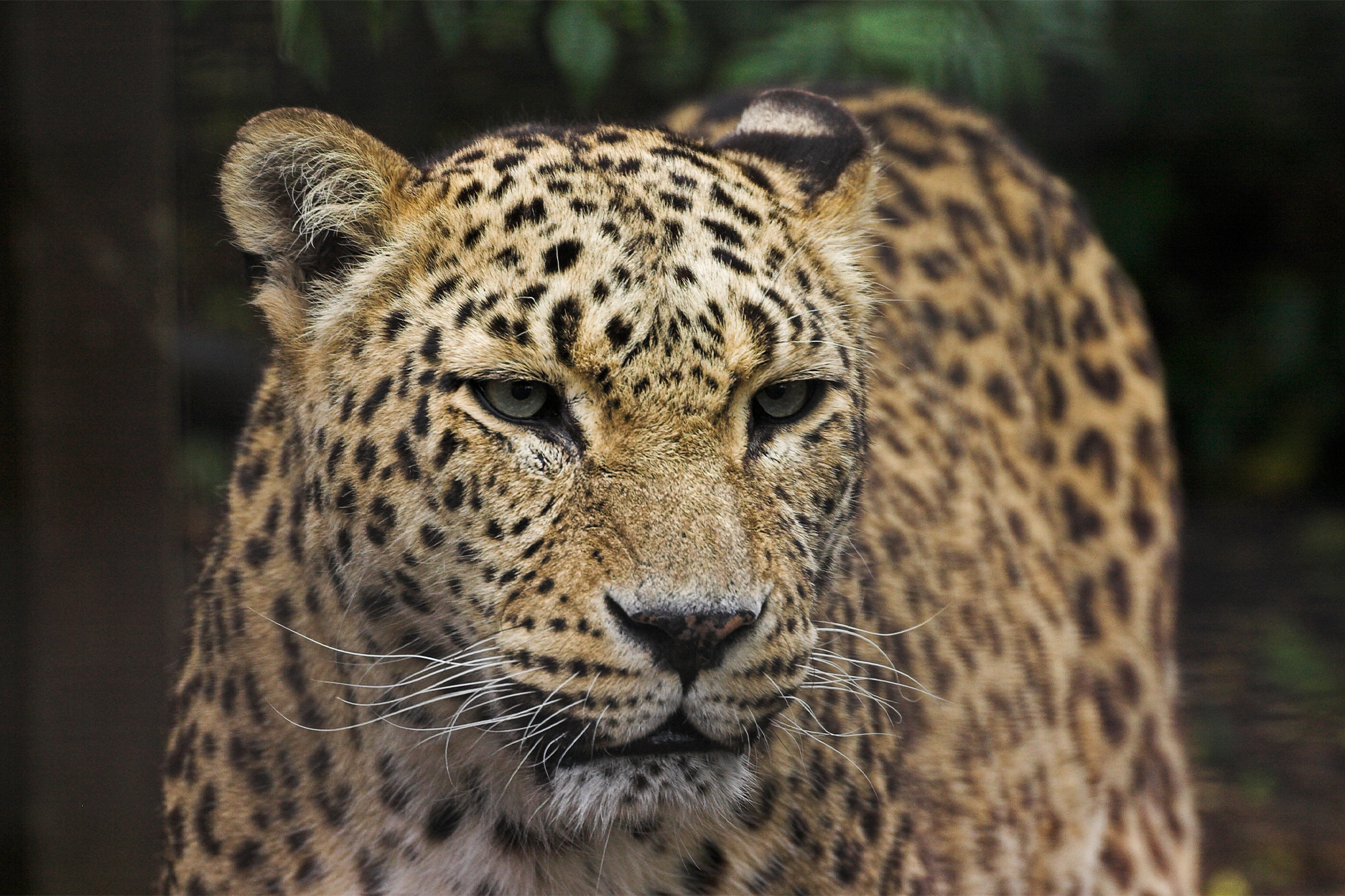 Three-legged Persian leopard Aren walking through snow captured by wildlife camera trap in Armenia