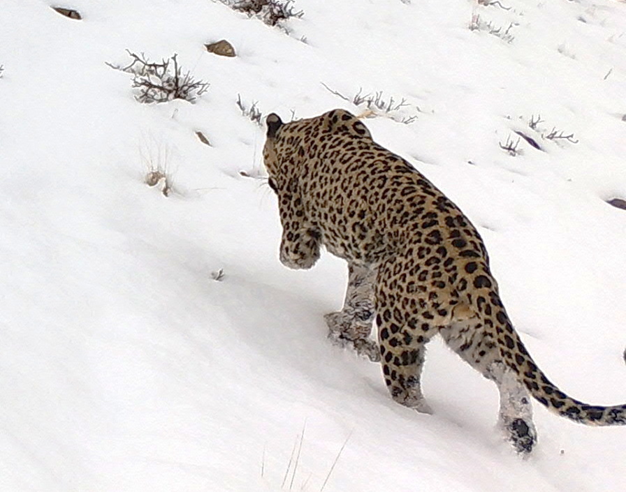 Three-Legged Leopard Crosses Borders, Gives Hope to Species - Image 4