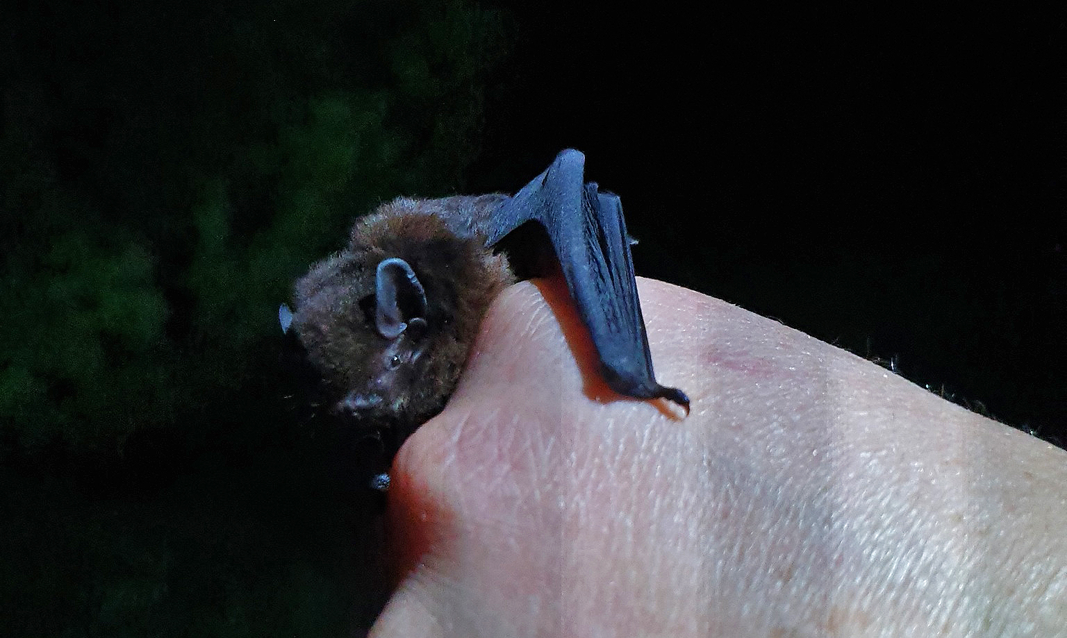Volunteers Across 4 Continents Rally to Protect Bats