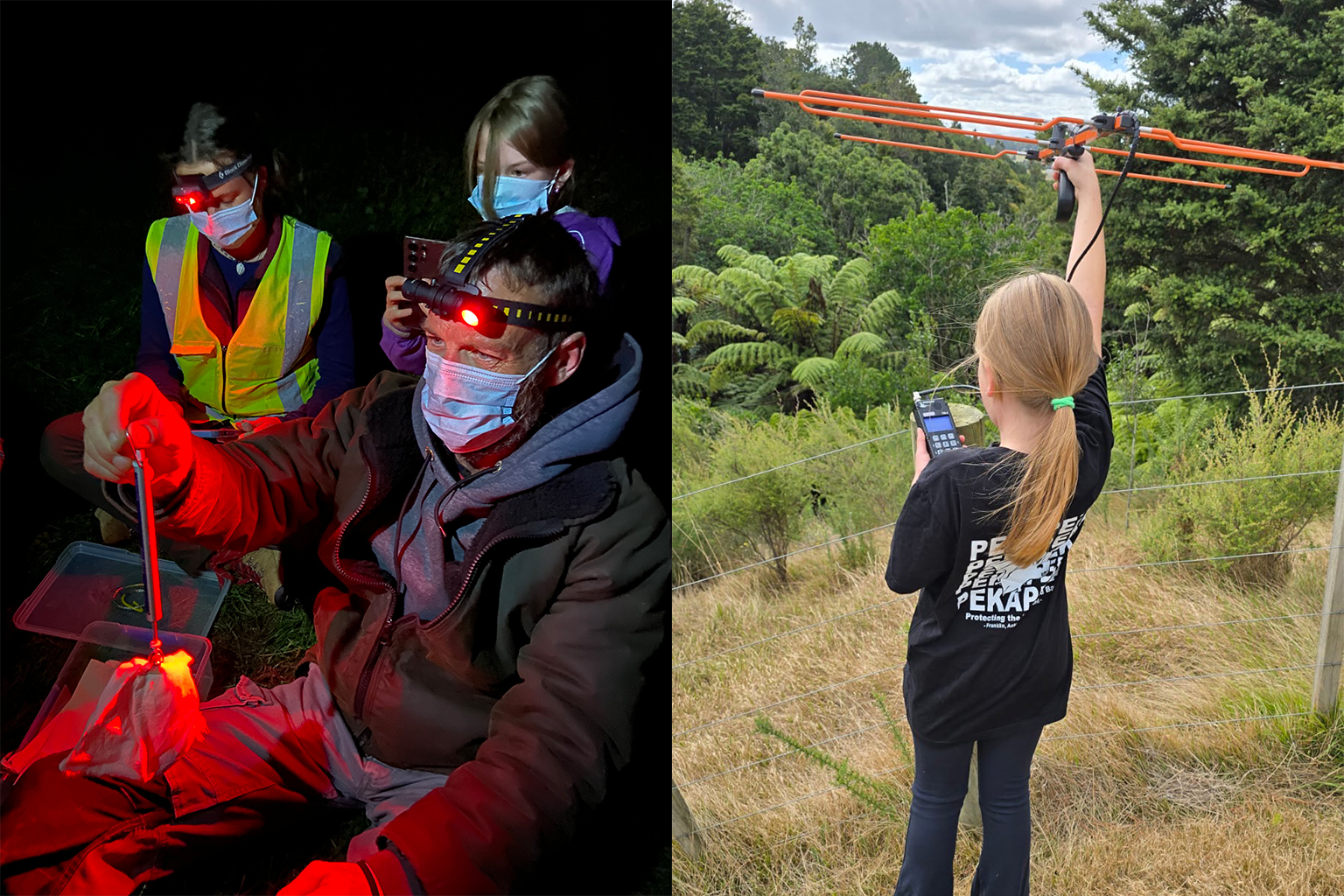 New Zealand Volunteers Tripled to Save Tiny Native Bats - Image 3