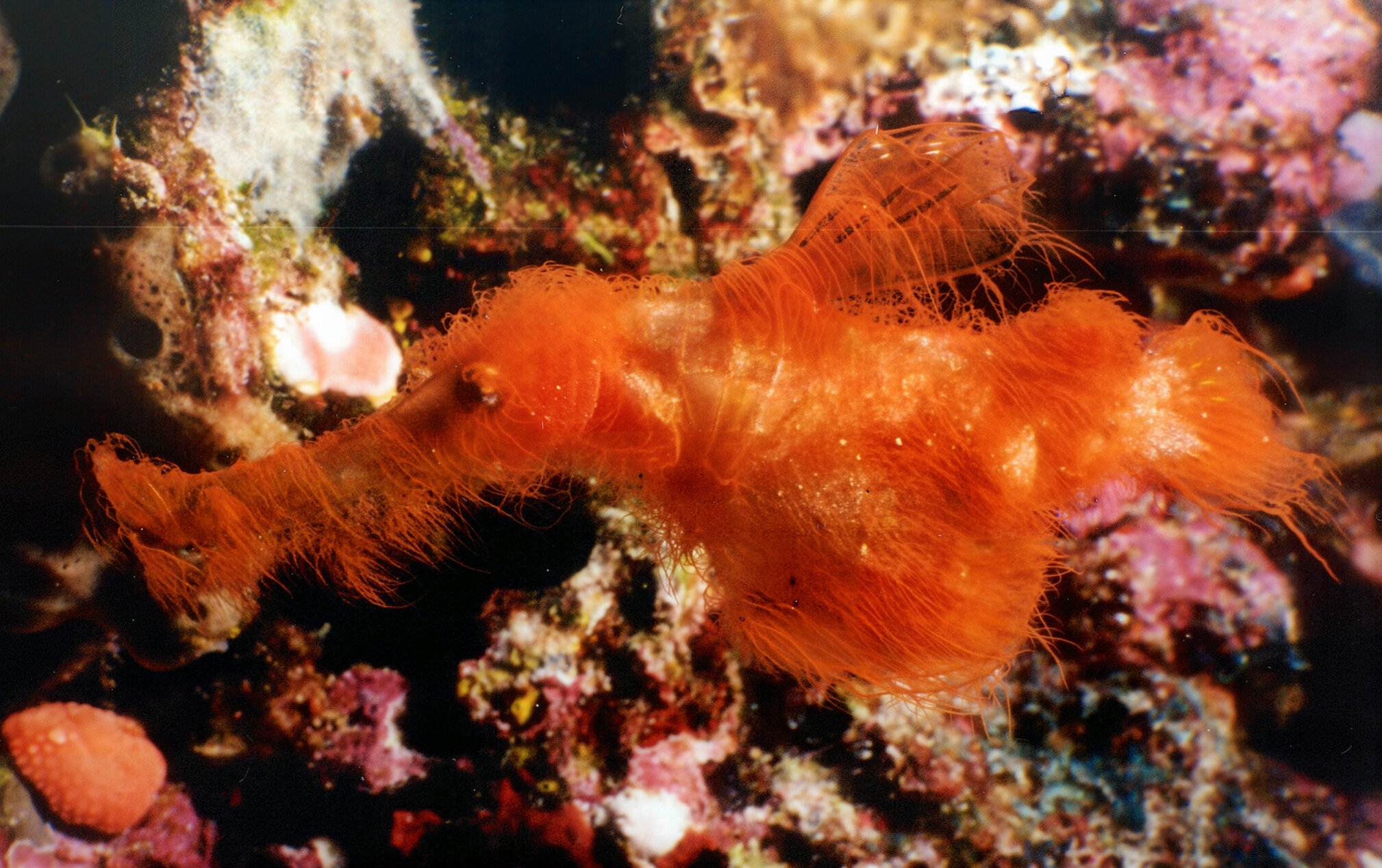 New 'Hairy' Fish Species Found After 20-Year Search