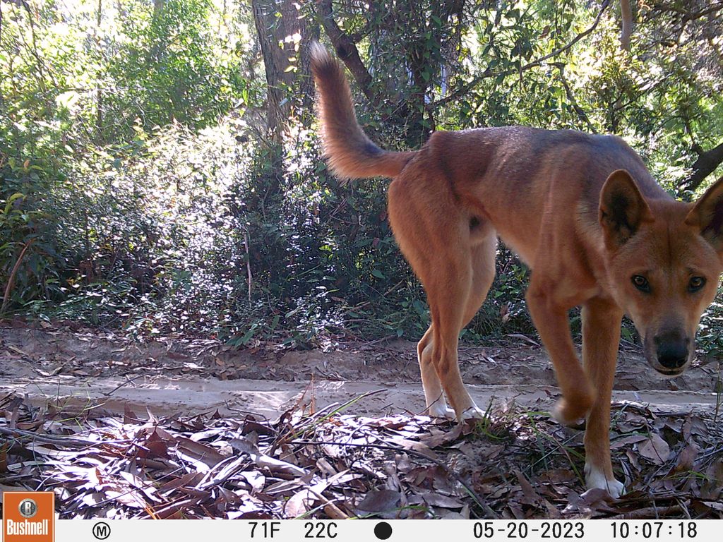 Australia's AI Identifies Wildlife 10x Faster Than Humans