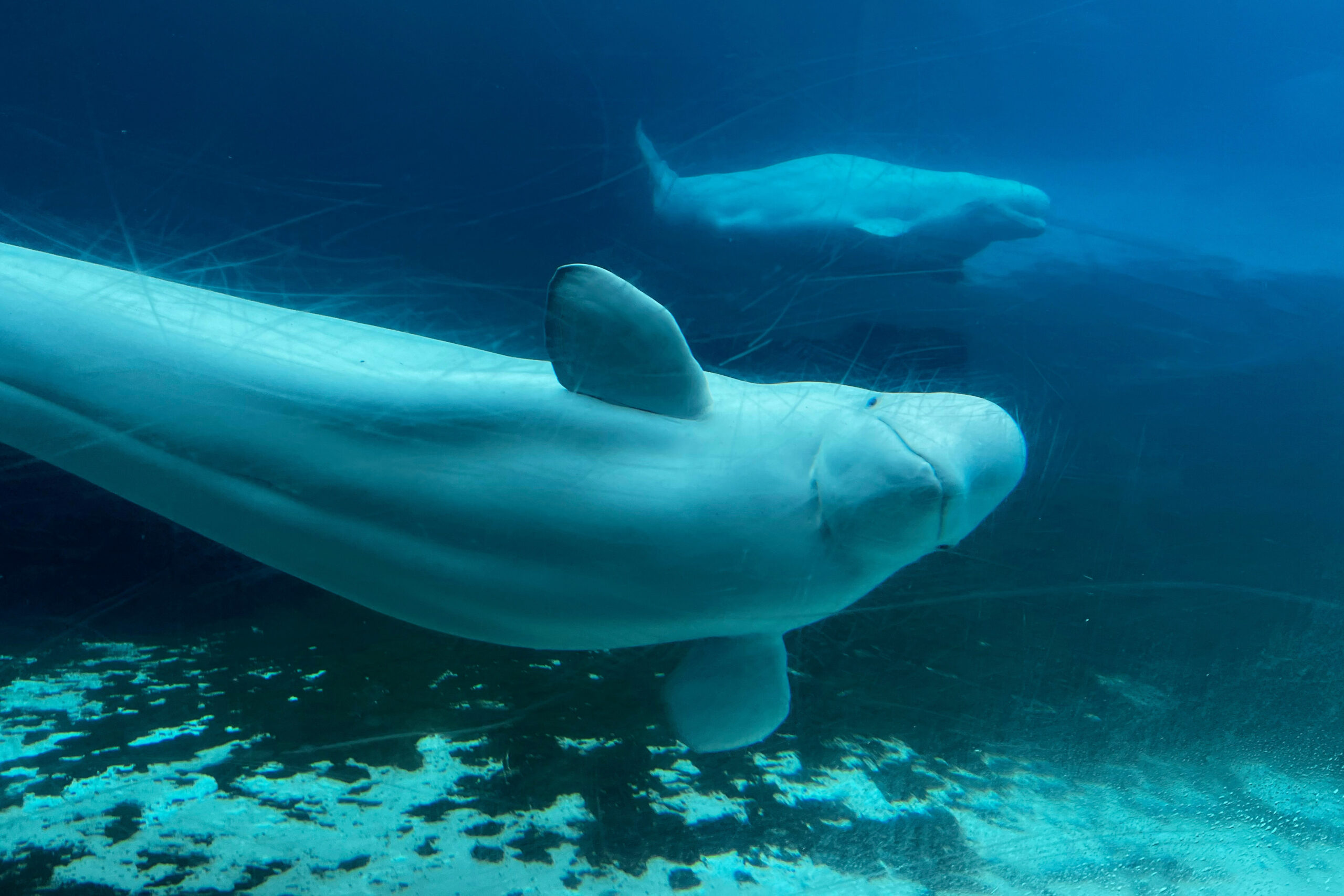 Canada Saves 34 Whales From Euthanasia at Closed Park