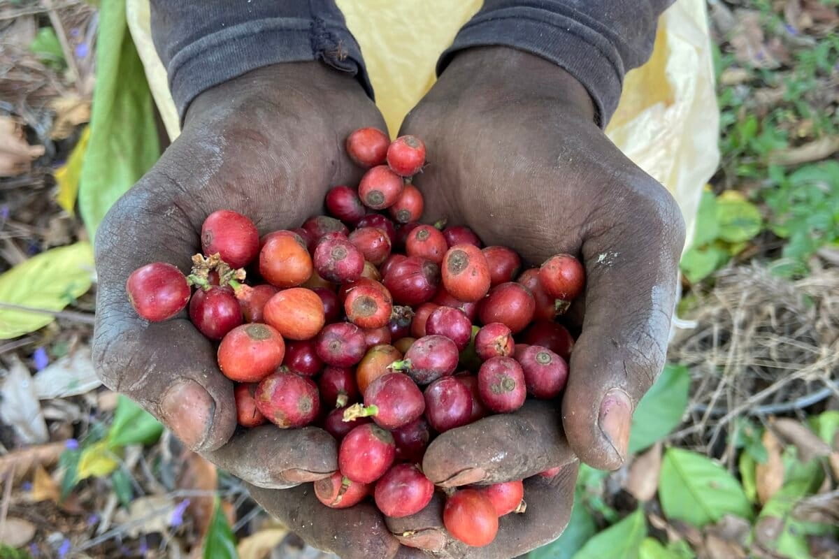 Climate-Resilient Coffee Species Offer Hope for Farmers