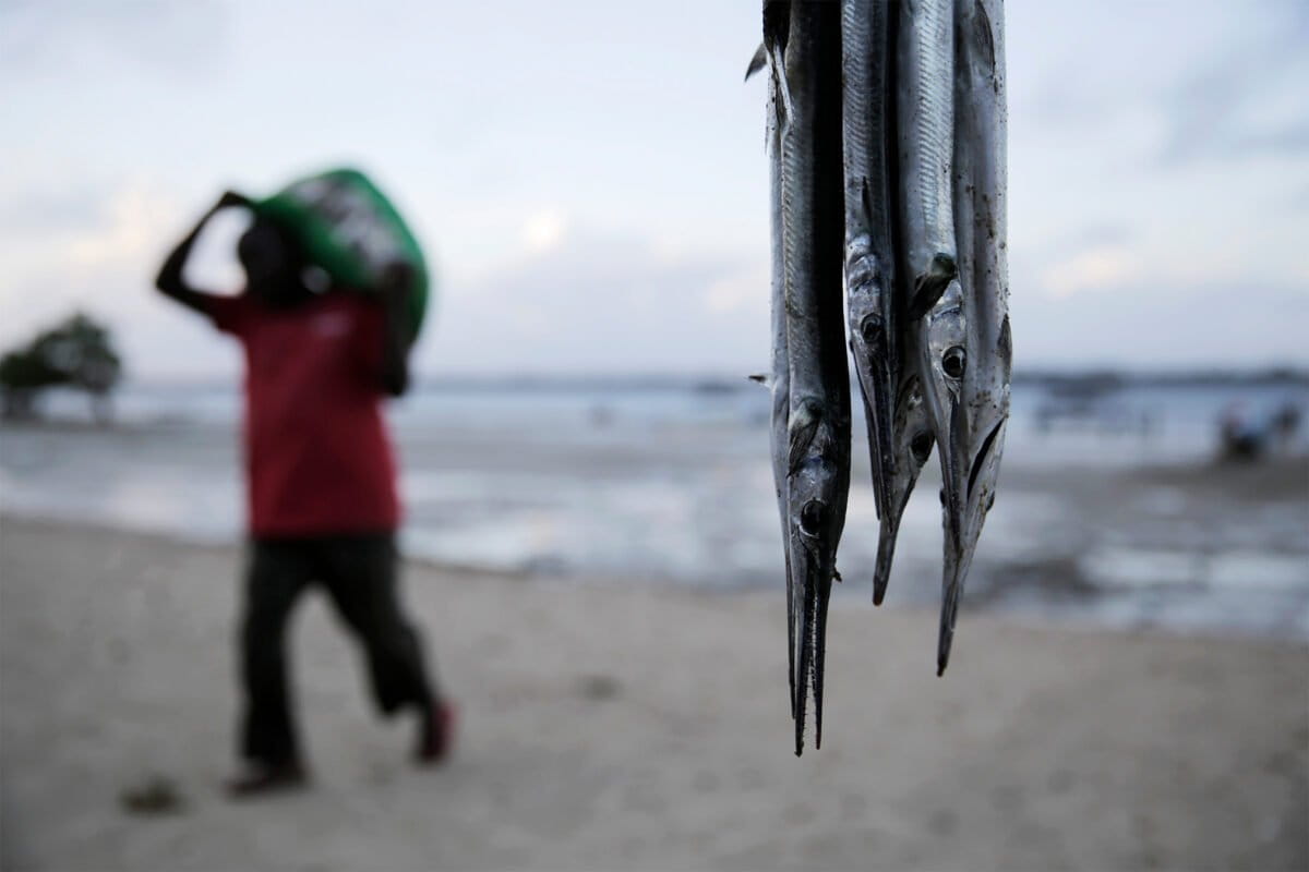 Kenya Uses Solar Trackers to Save Struggling Fisheries - Image 2
