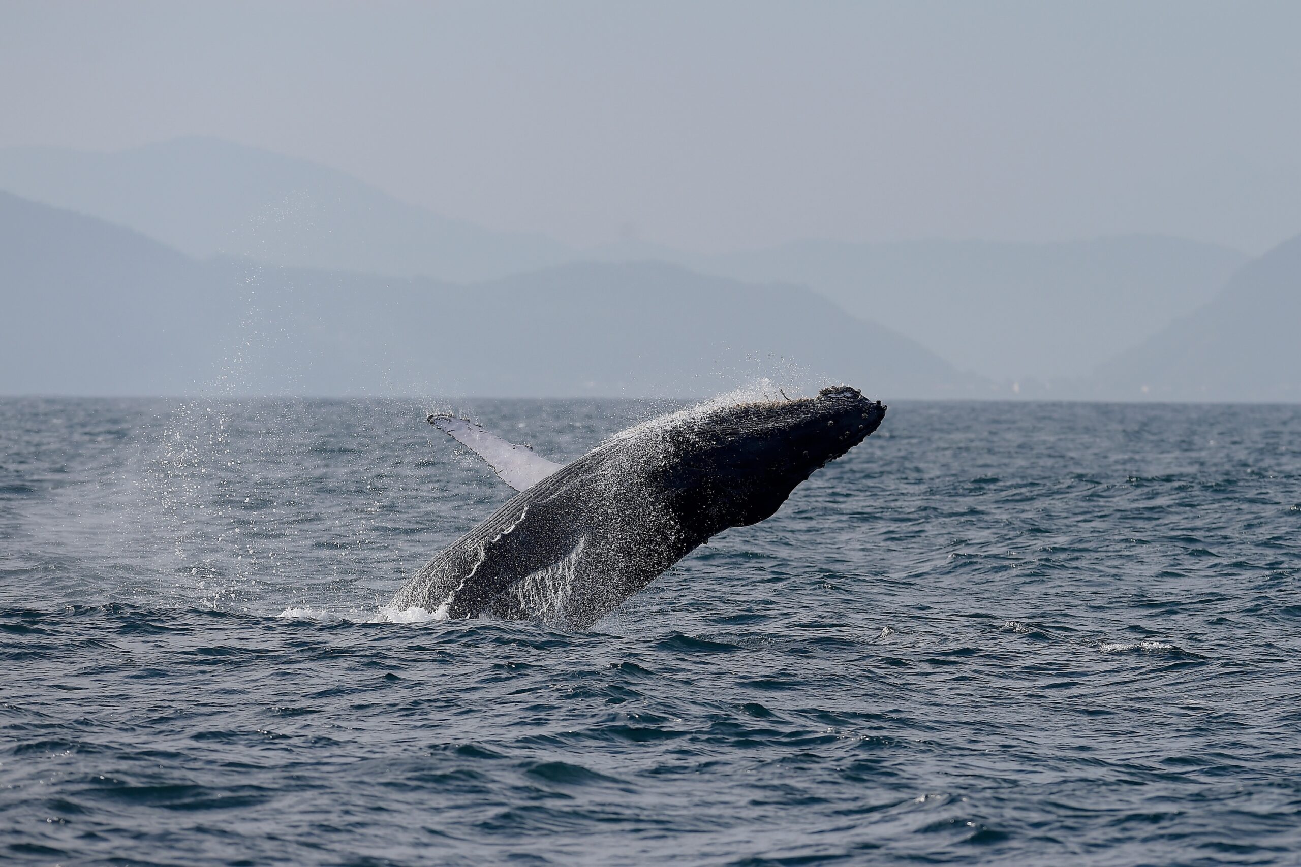 Rio's Humpback Whales Jump From 2,000 to 35,000