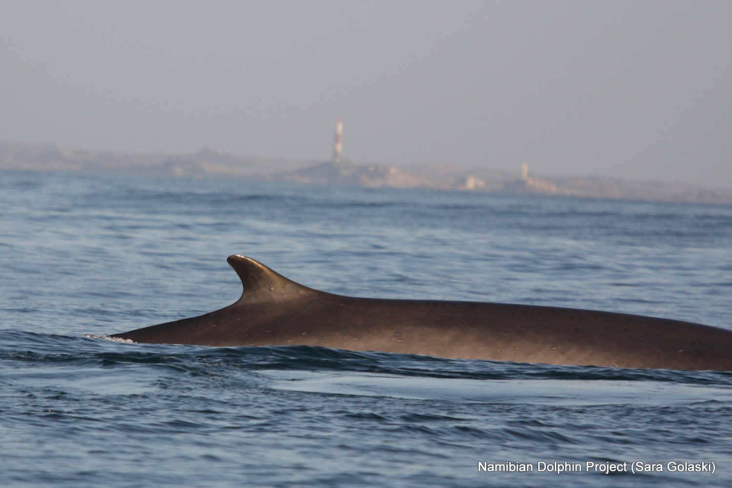 Blue and Fin Whales Returning to African Waters After 100 Years