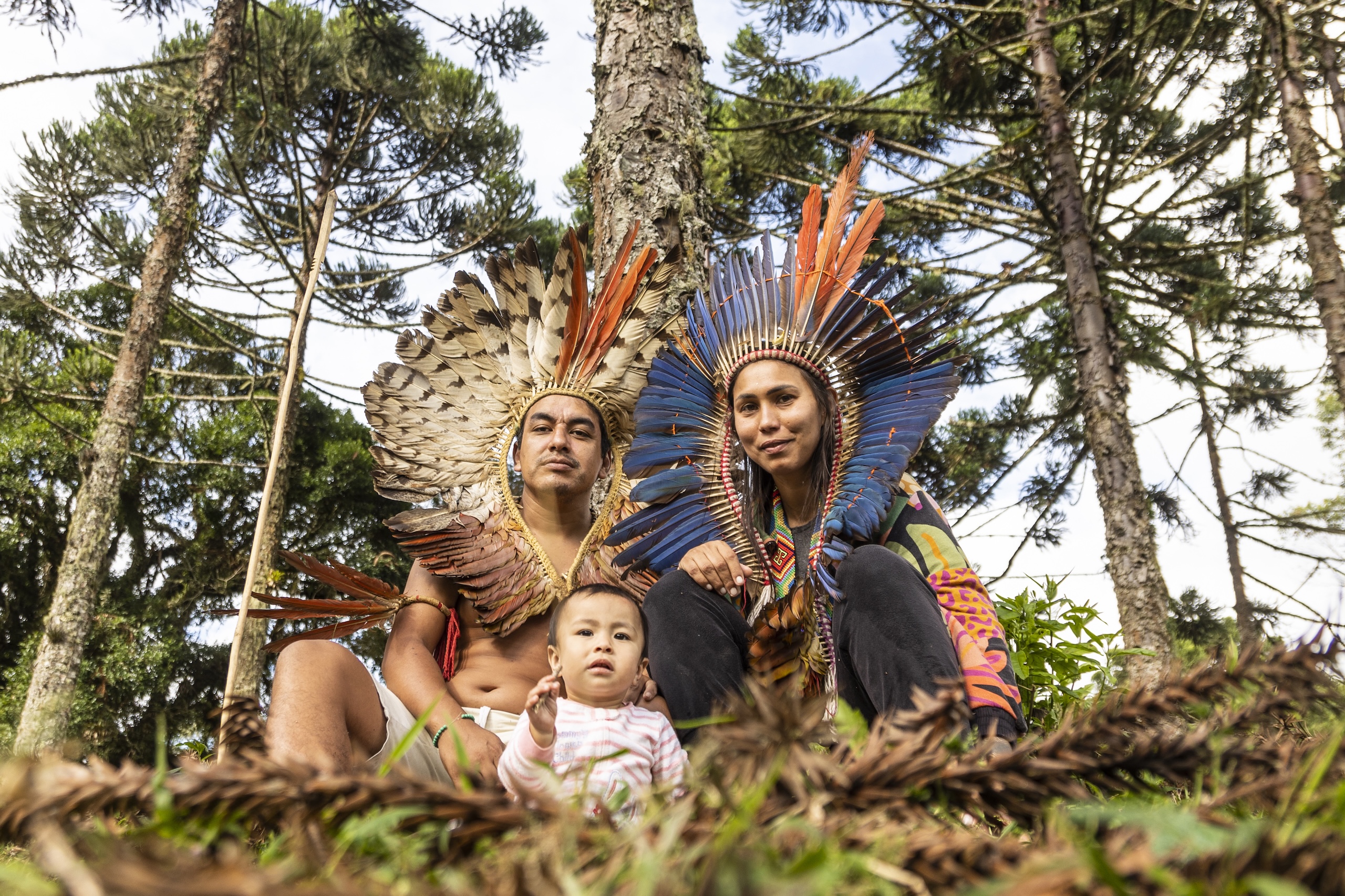 Indigenous Tribe Plants 100K Trees to Save Endangered Pine
