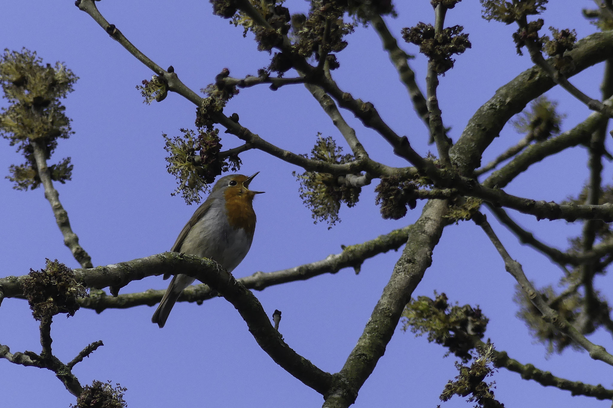 Birdsong in Forests Cuts Stress, NC State Study Finds