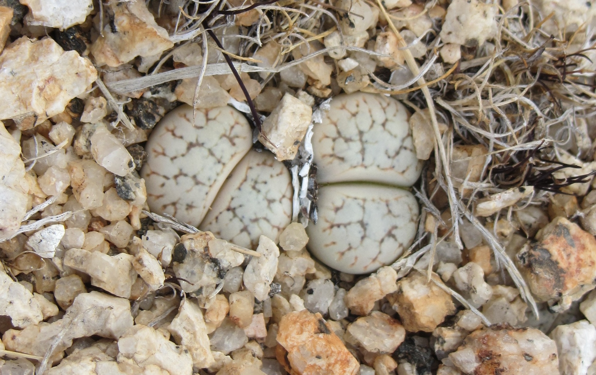 Namibia Fights to Save Rare Plant From Extinction