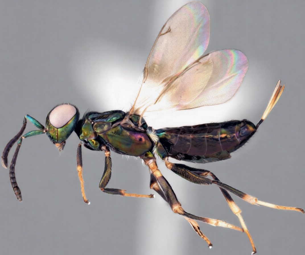 Twitter Photos Lead to First Japan Wasp Discovery