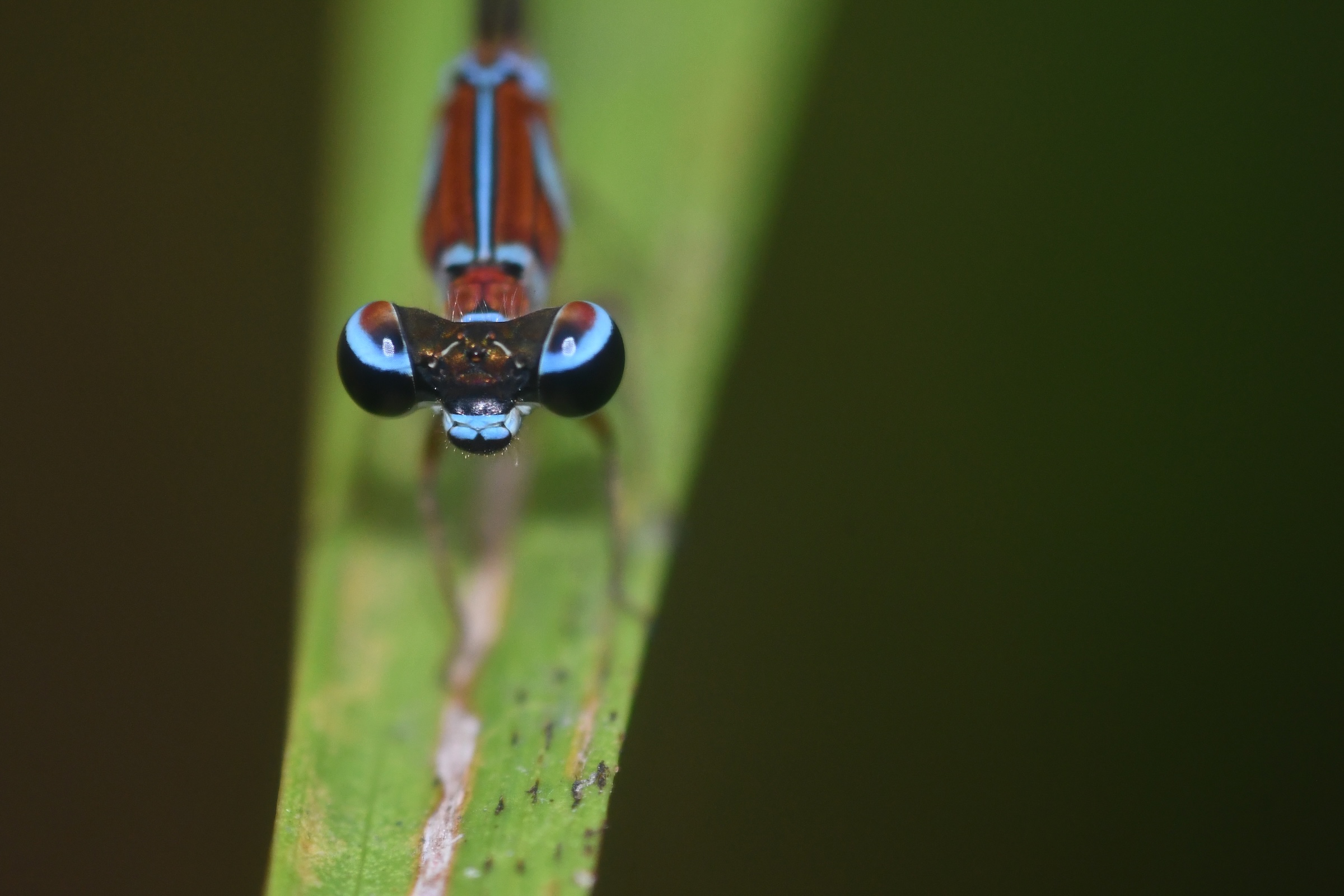 Colombia's Dragonflies Revive Indigenous Languages