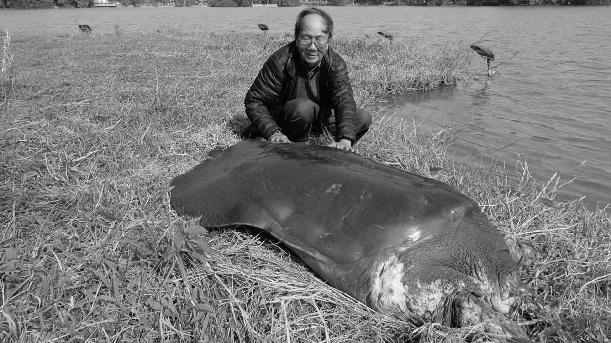 Professor Turtle: 25 Years Protecting Hanoi's Legendary Pet