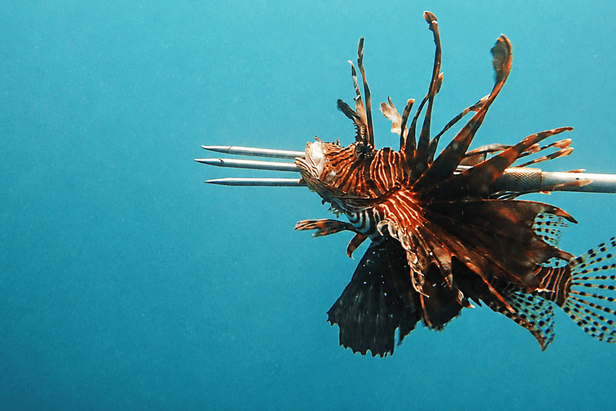 Honduras Divers Turn Invasive Lionfish Into Community Win