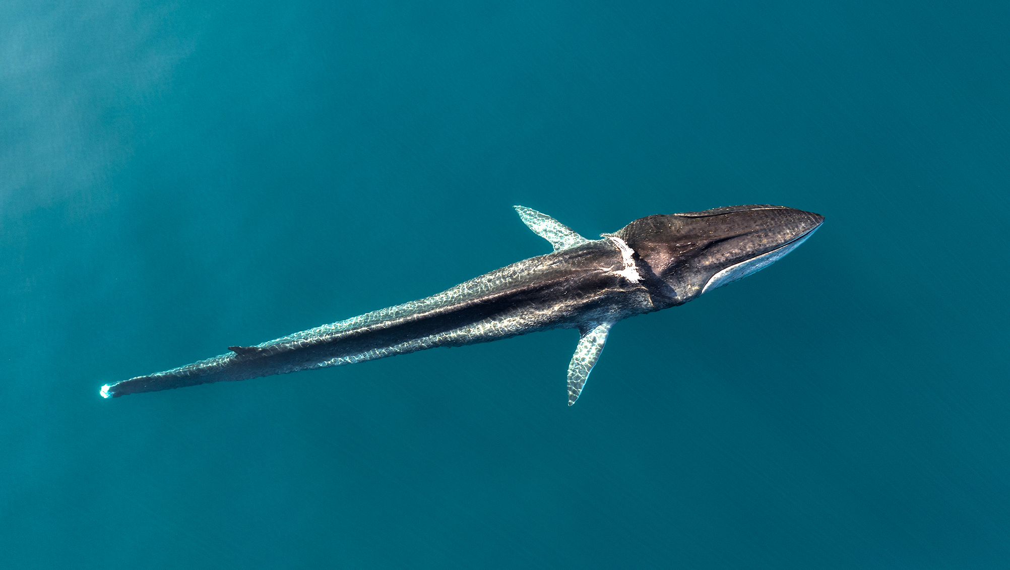 New Tech Could Save Mediterranean Whales From Ship Strikes