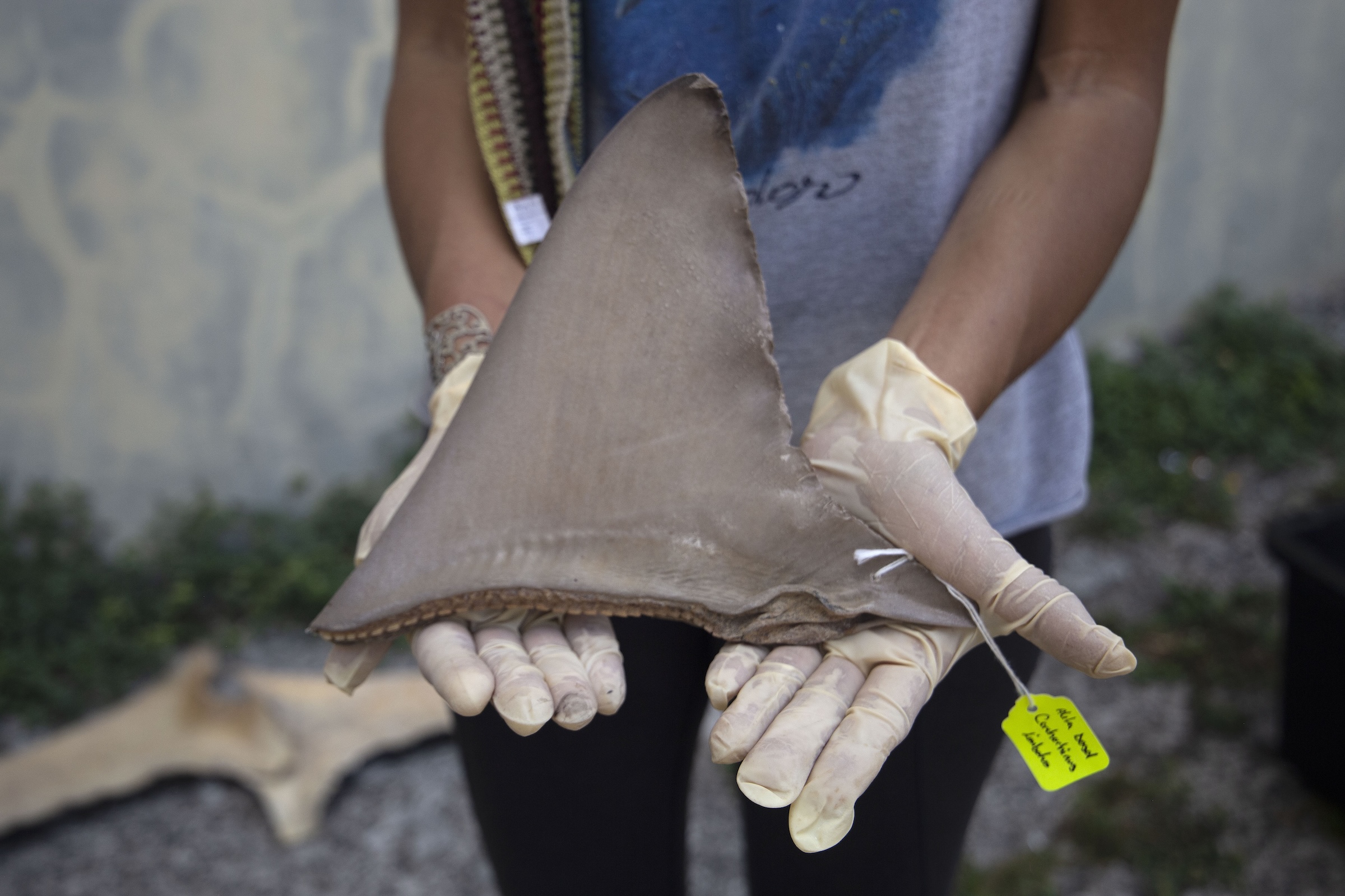 Panama Trains Fishers to Save Sharks Caught by Accident