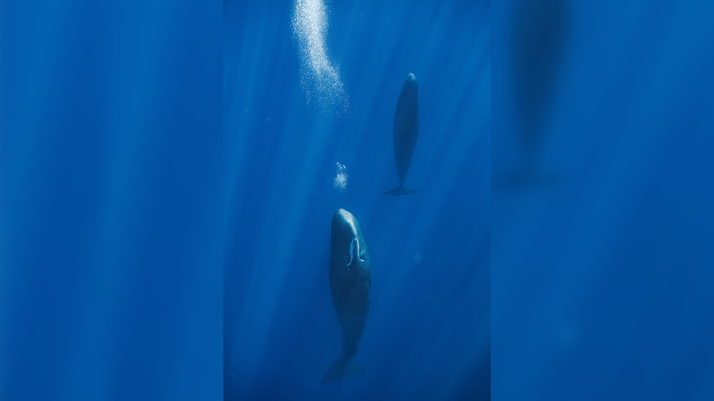 Sperm Whales Blow Bubbles to Float While Resting Upright