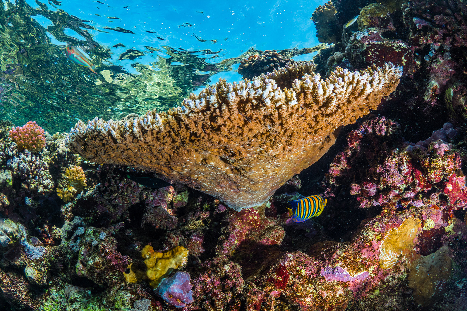 Red Sea Corals Saved from Bleaching with Probiotics - Image 3