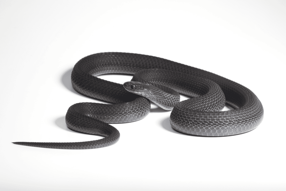 Black snake with bright white throat coiled on forest floor in Ethiopian highlands