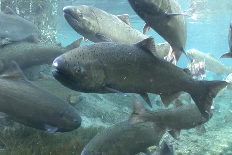 13,000 Salmon Reclaim River After Dams Removed