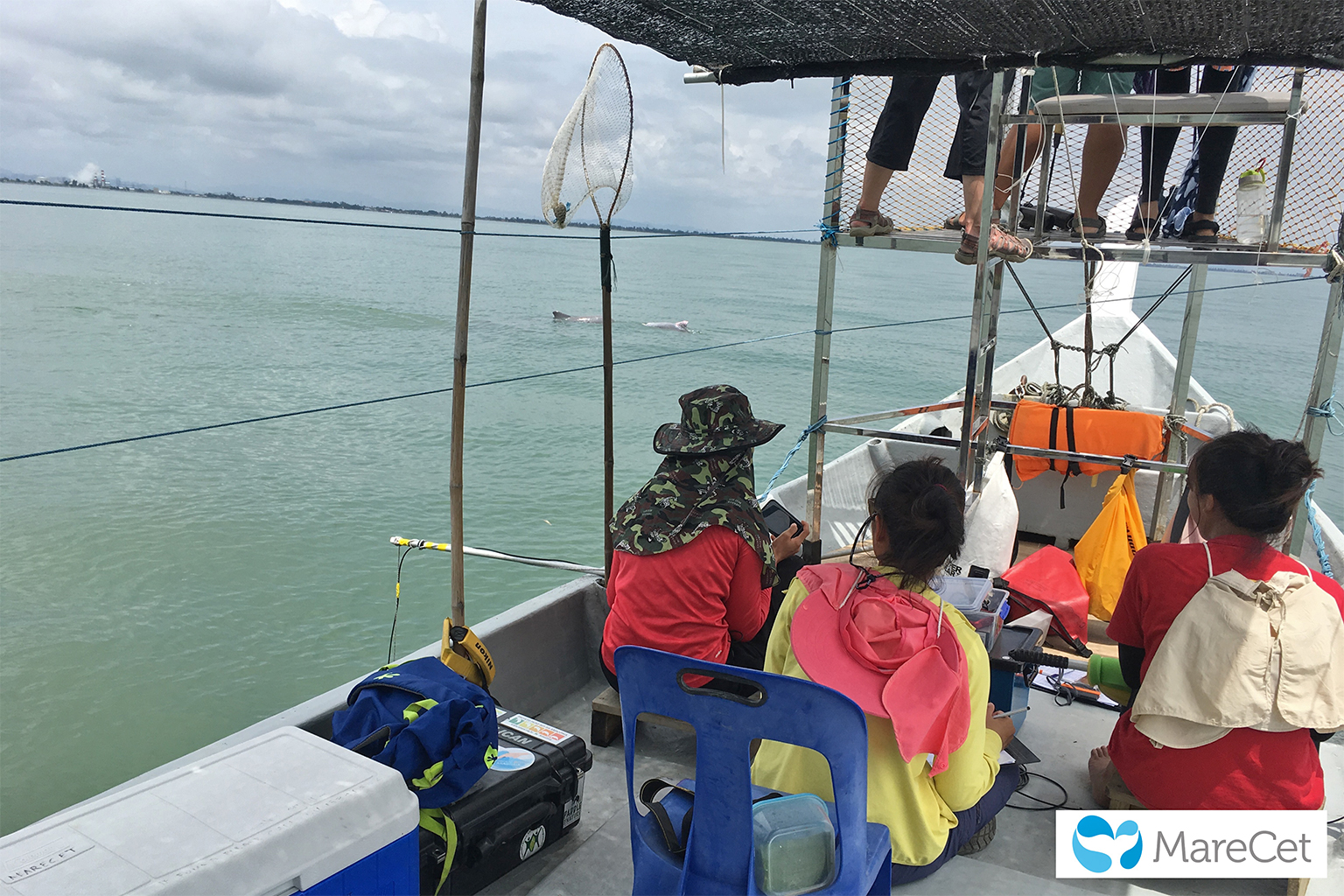 Malaysian Scientist Listens to Dolphins to Save Them - Image 5