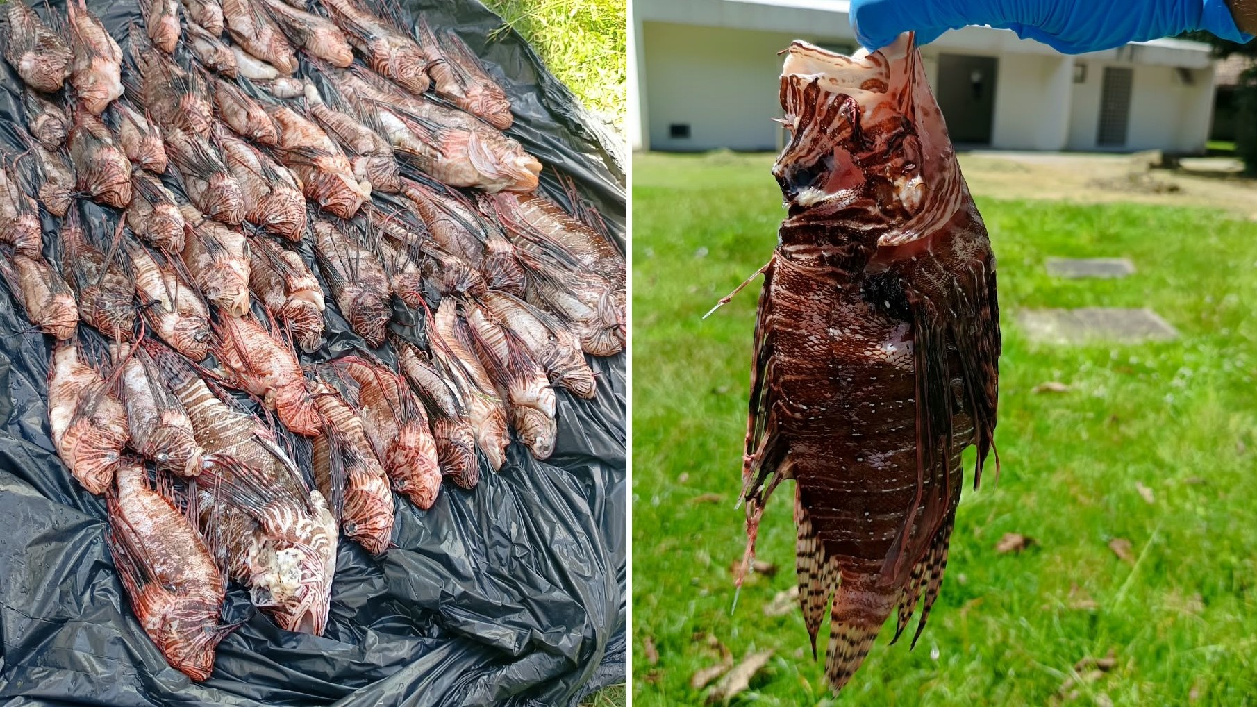 Brazilian Fishers Catch 440 Invasive Lionfish in Weeks