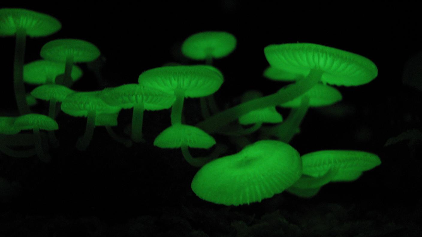 Various mushroom species growing together showing diverse colors and shapes in natural habitat