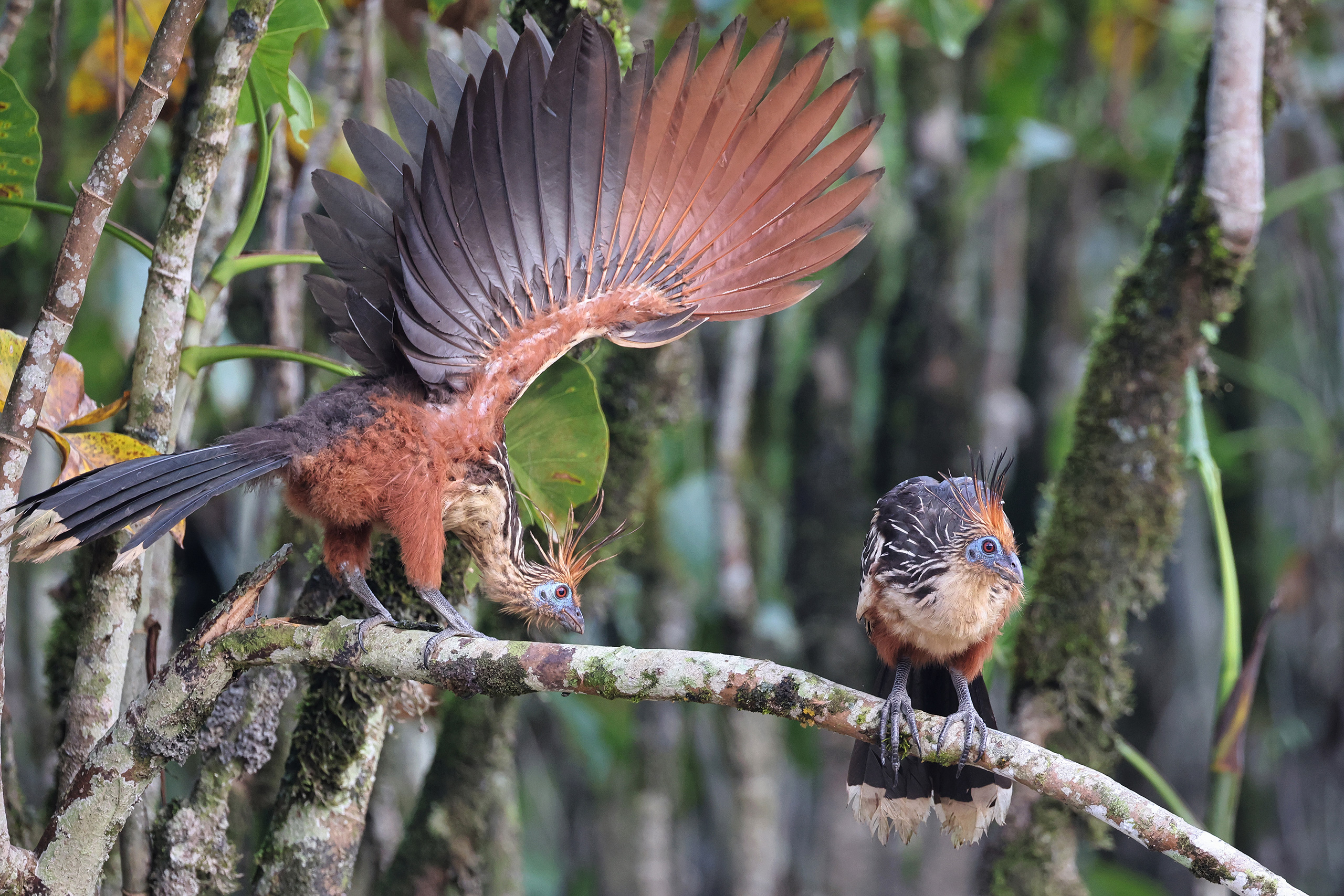 Amazon Deforestation Drops 42% to Record Low in Brazil