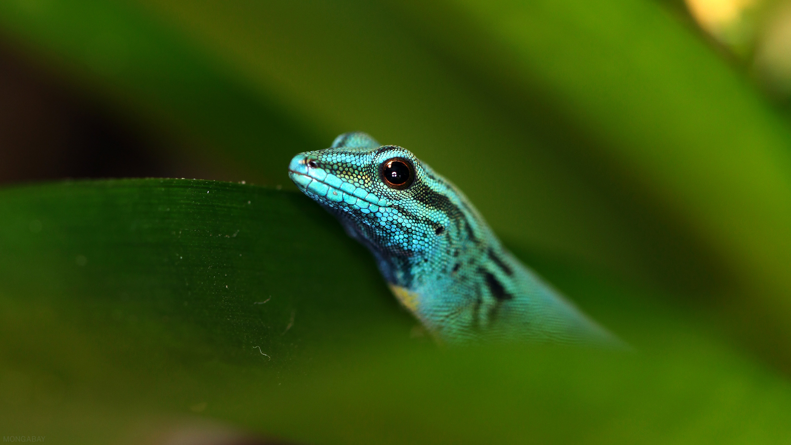** Tiny electric-blue gecko resting on screwpine leaves in restored Tanzania forest habitat