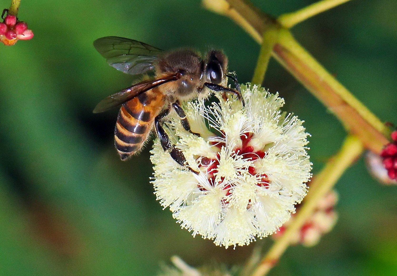 Himalayan Women Save Native Bees in Traditional Homes - Image 4