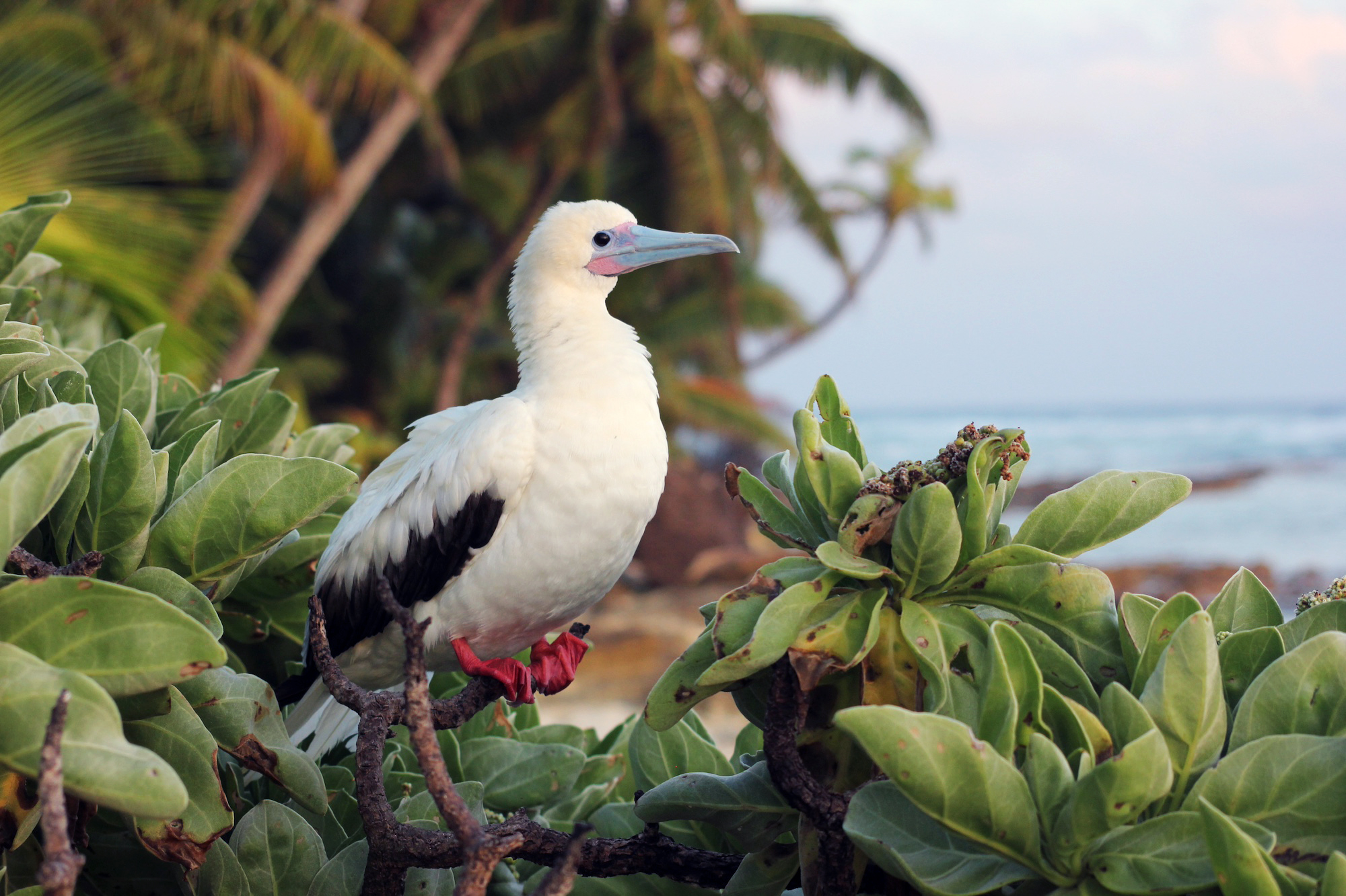 Tropical atoll island surrounded by turquoise water with seabirds flying overhead and native vegetation