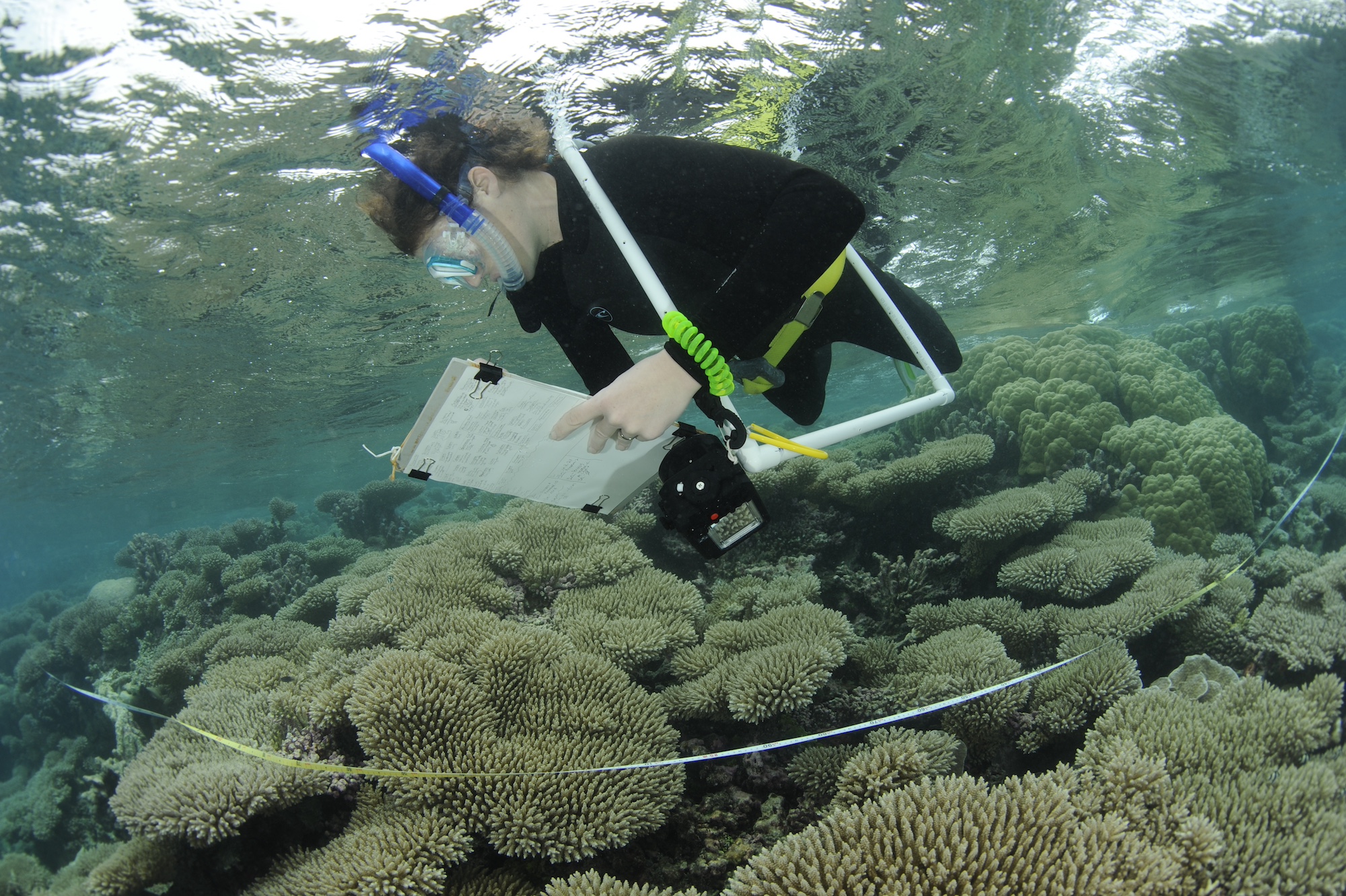 Seabirds Help Atoll Islands Survive Rising Seas - Image 5