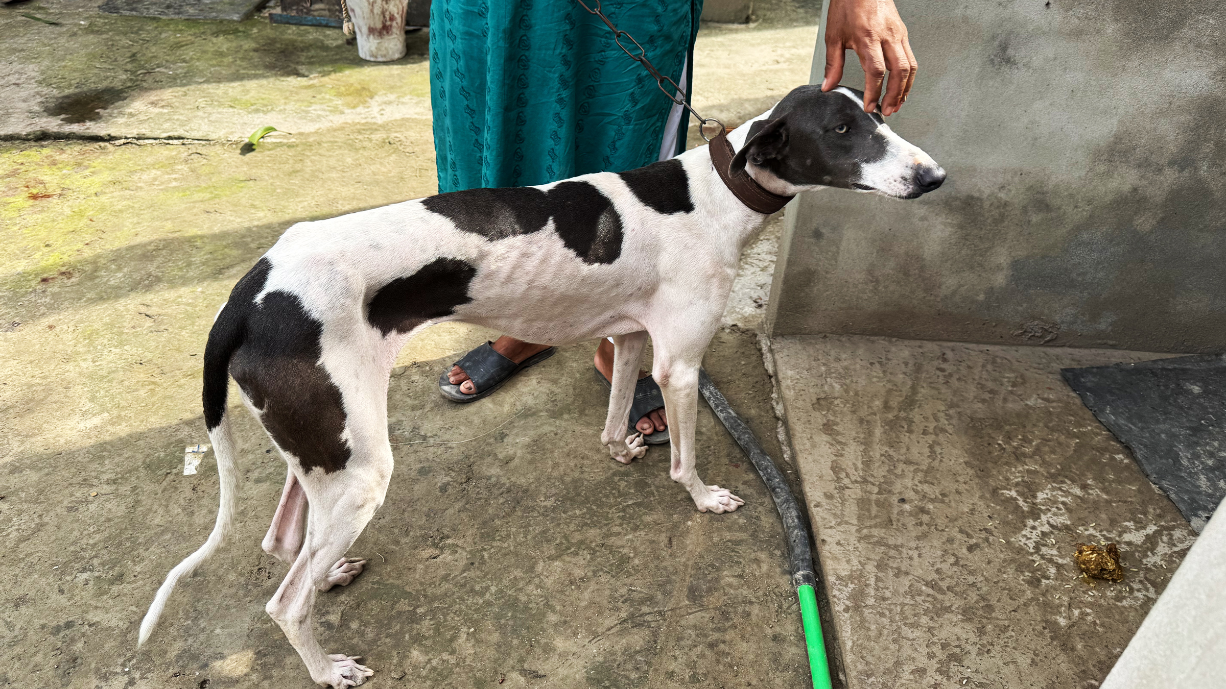 Bangladeshi Town Races to Save Rare 200-Year-Old Dog Breed