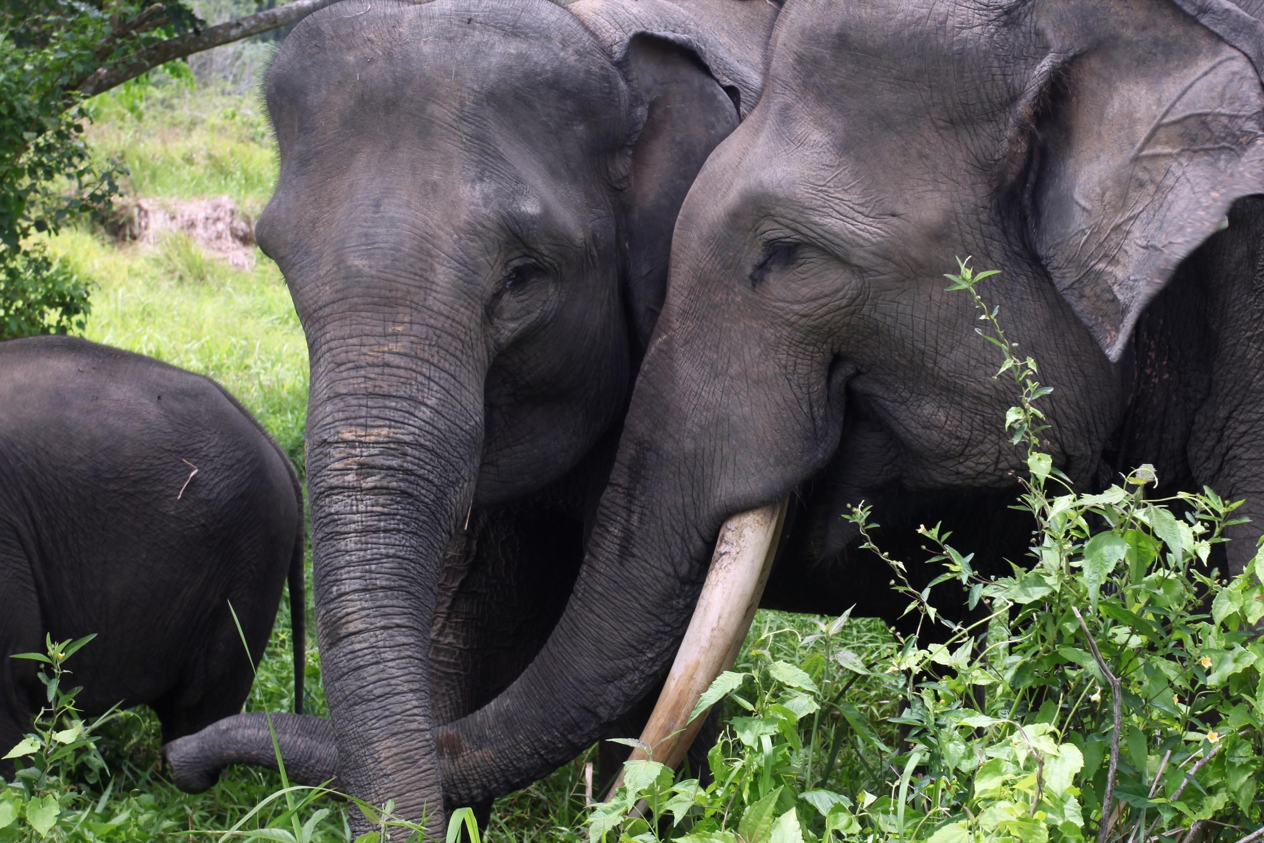 Laos Plans Comeback for 400 Wild Elephants Still Roaming - Image 4