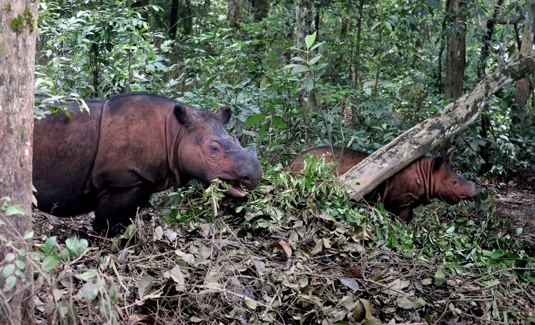 Laos Plans Comeback for 400 Wild Elephants Still Roaming - Image 5